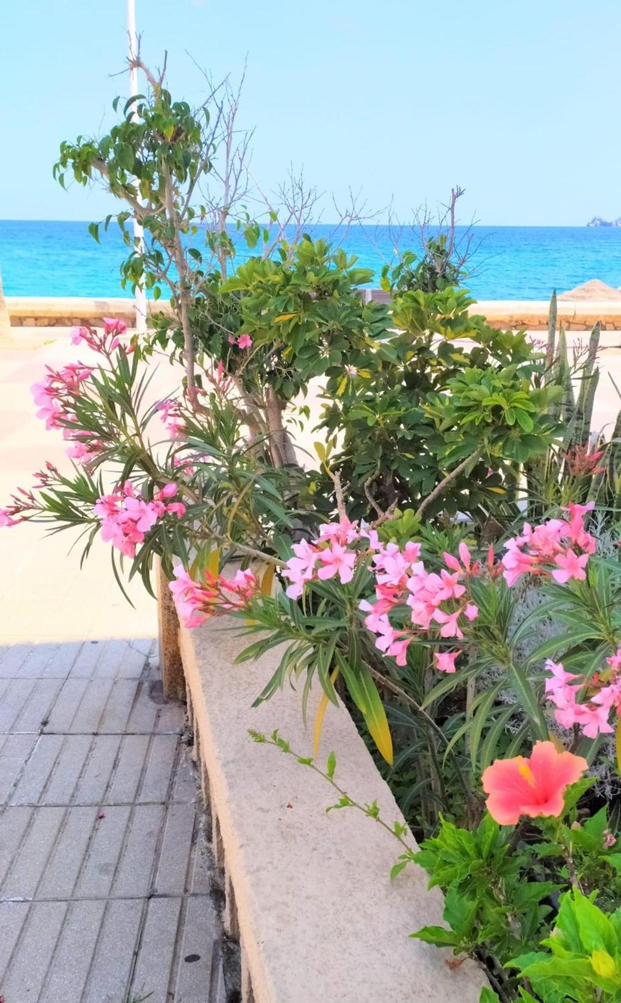 Javea Arenal Beach Eksteriør billede